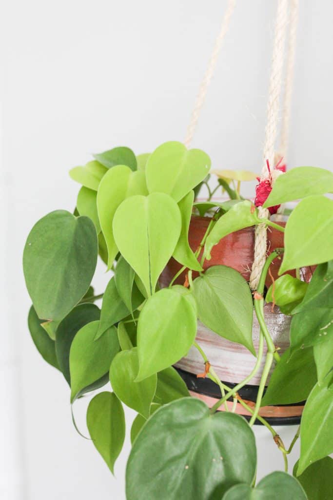 pothos hanging in pot