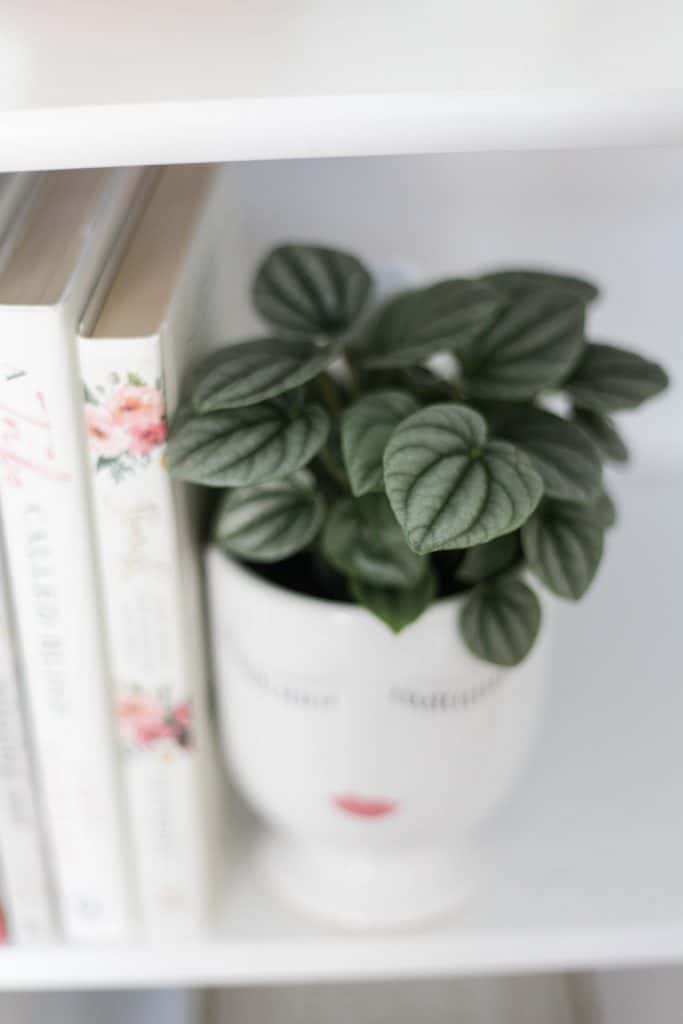 The Peperomia Plant is a beautiful, ornamental plant that's a great houseplant for beginners! We explore all the plant care tips you need to know.