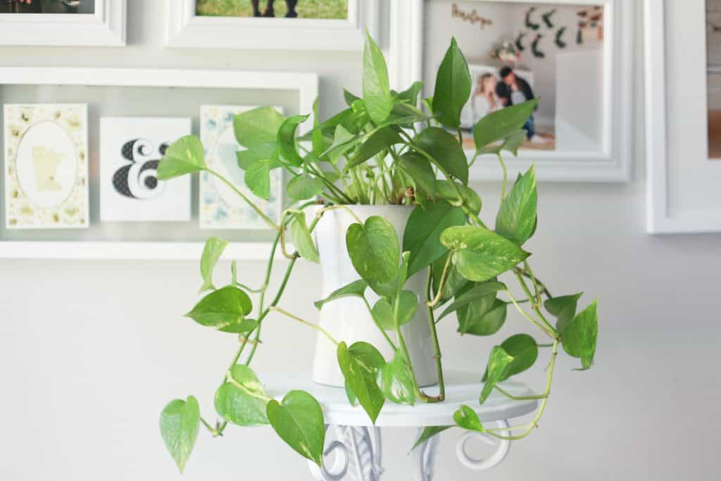 pothos plant