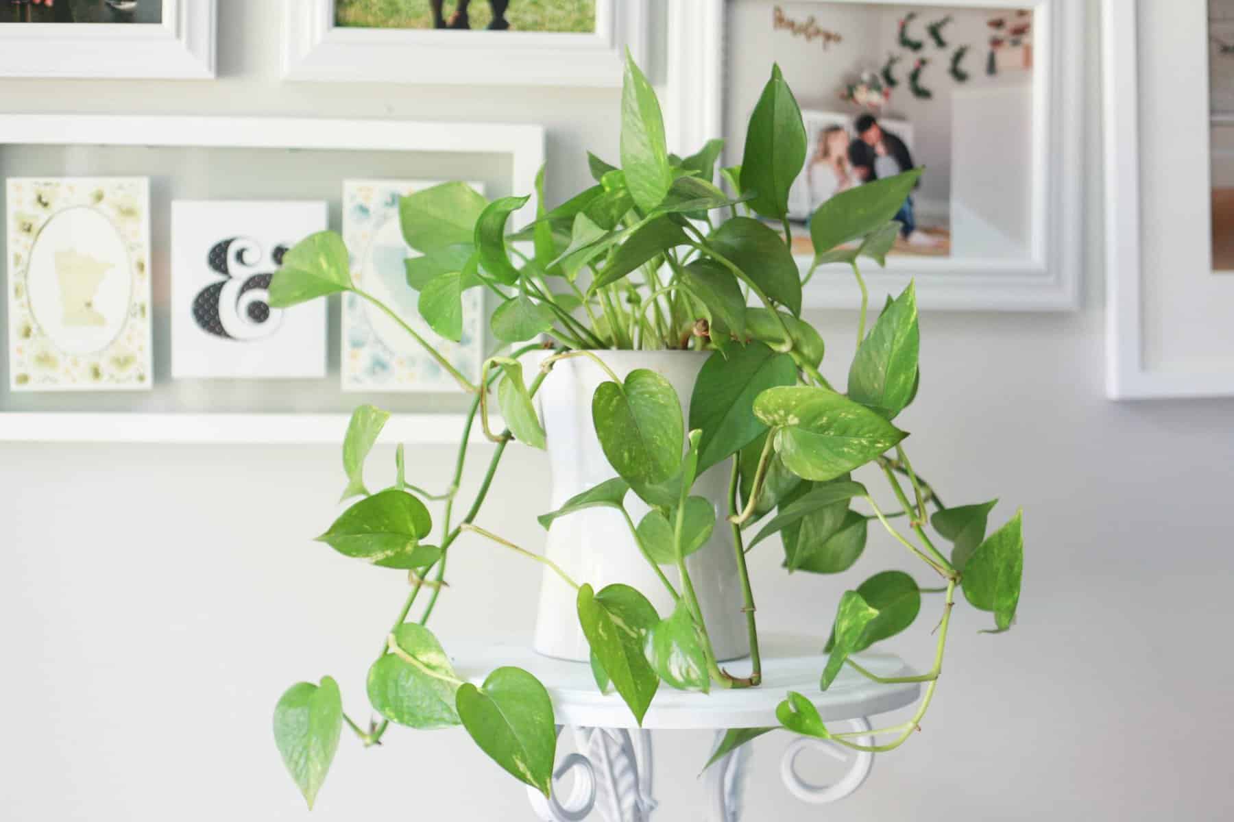 Pothos Plant Varieties A Beginner’s Guide Paisley Plants