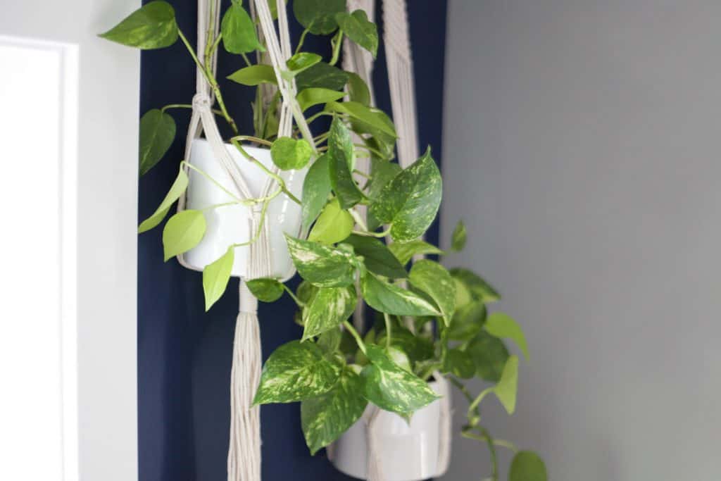 pothos hanging in macrame planter