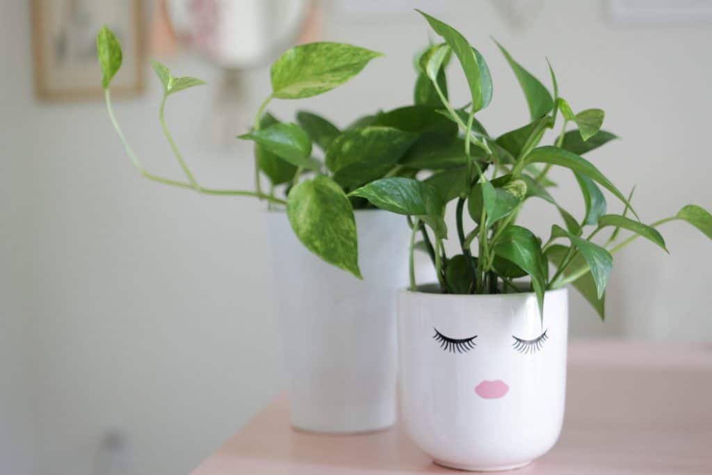 pothos plant in face pot