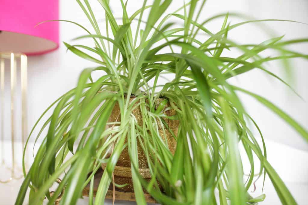 spider plant in gold pot