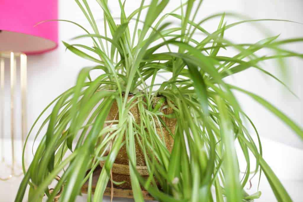 spider plants