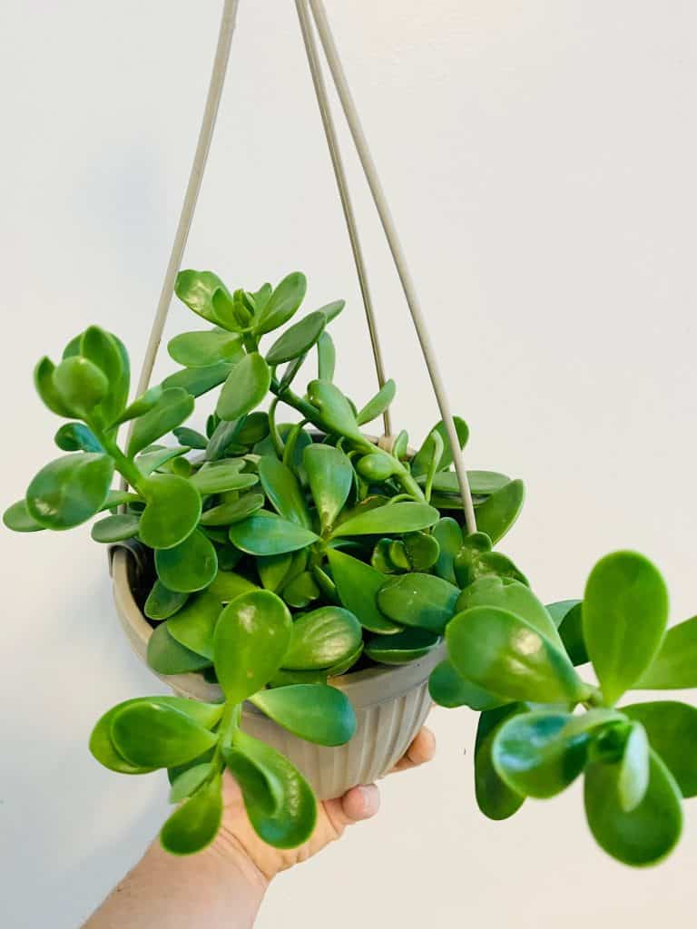 Trailing/Hanging Jade