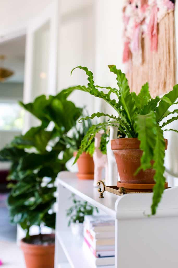 Birds Nest Fern