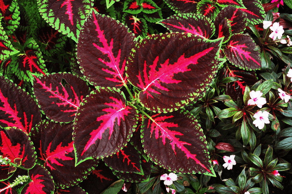 Coleus