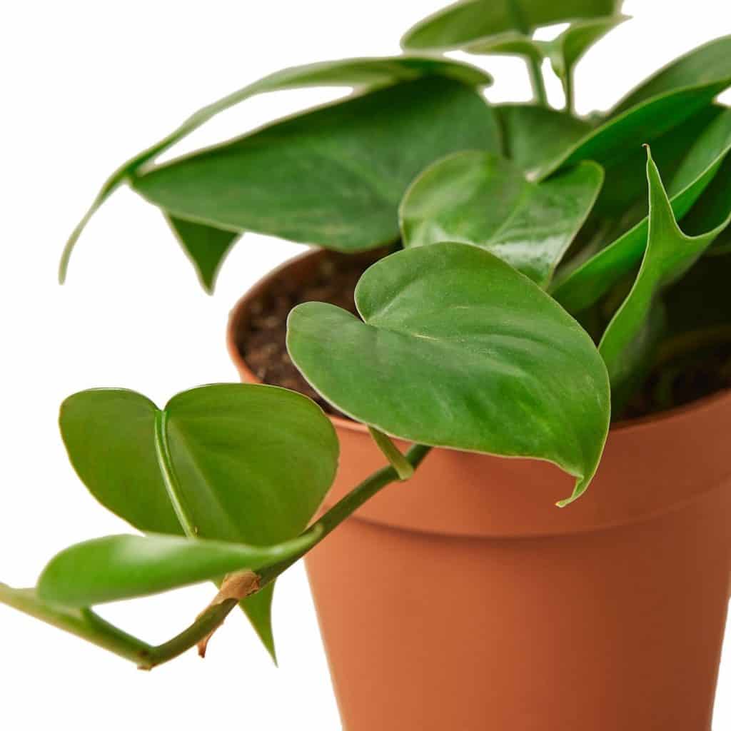 Heartleaf Philodendron