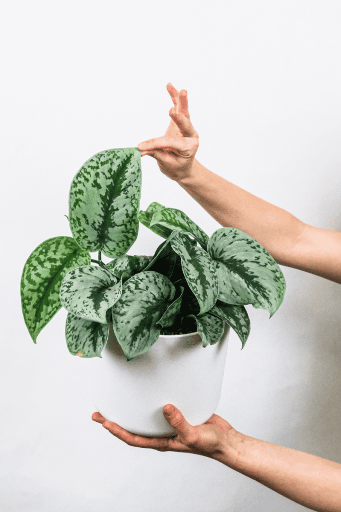 Scindapsus Pictus, Silver Satin Pothos