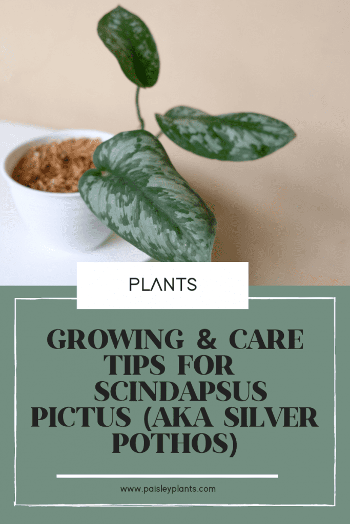 Scindapsus Pictus Argyraeus Care Tips Satin Pothos Paisley Plants