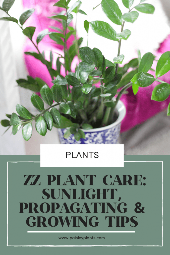 zz plant care