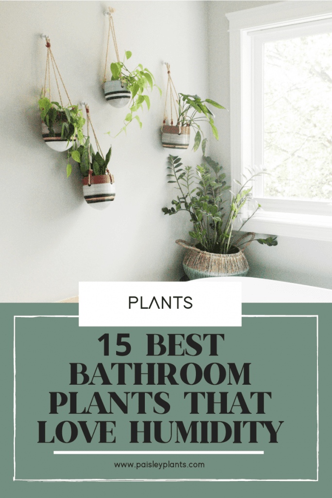 15 best bathroom plants that love humidity