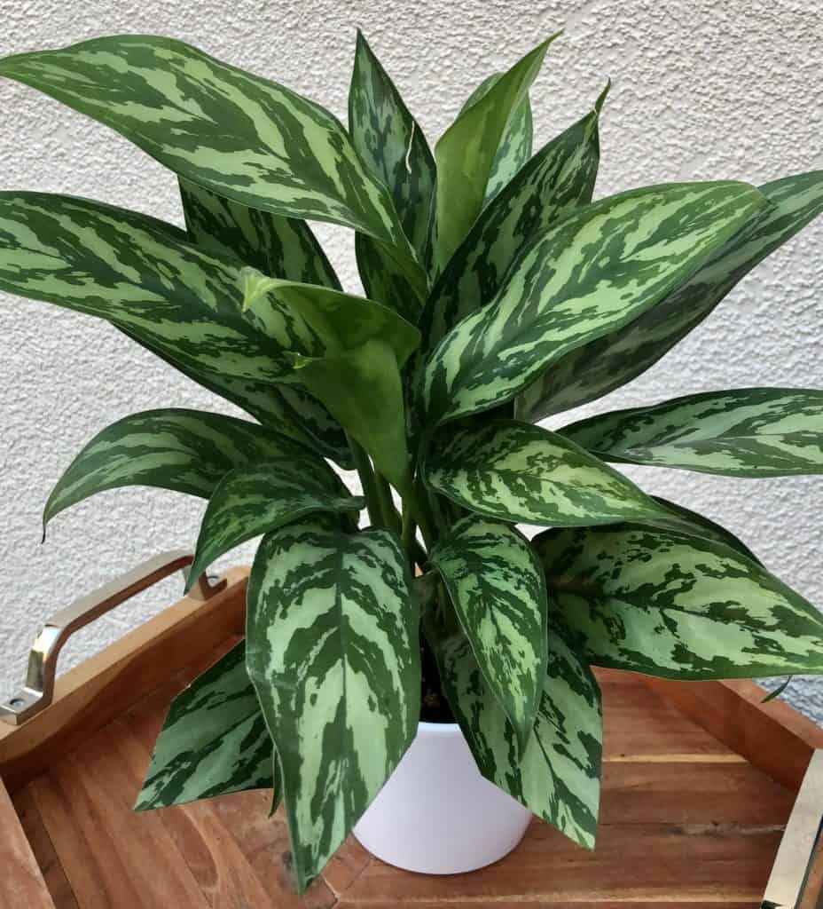 Chinese Evergreen