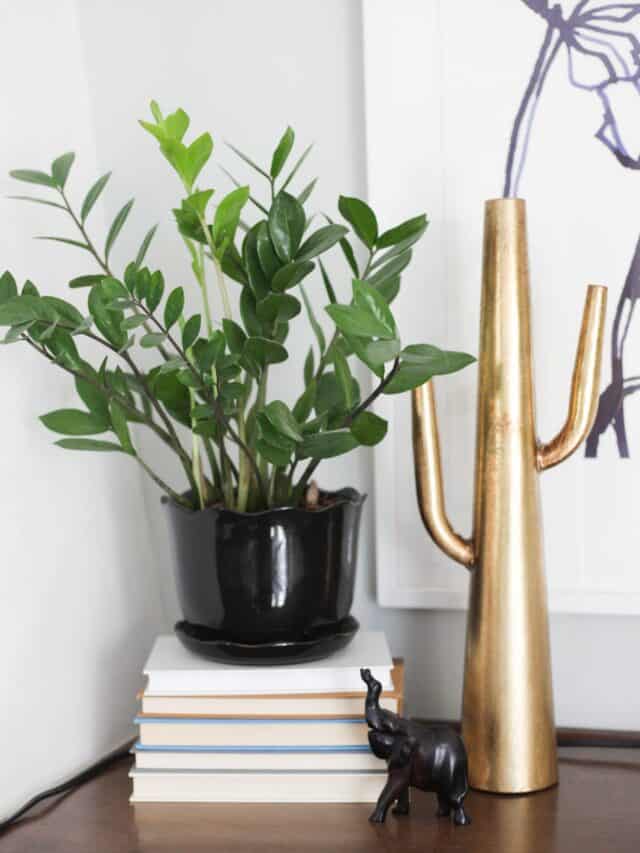 zz plant in black pot on a stack of books with a fake cactus next to it