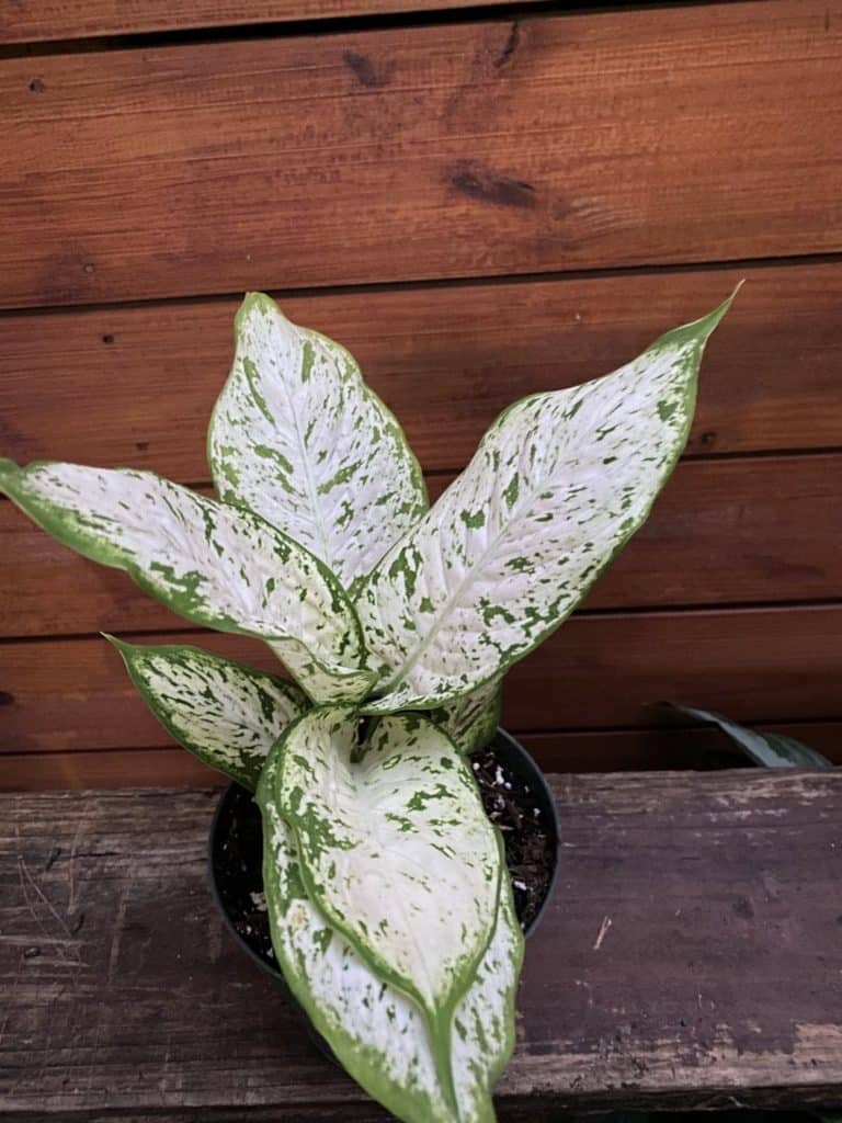 Dumb Cane