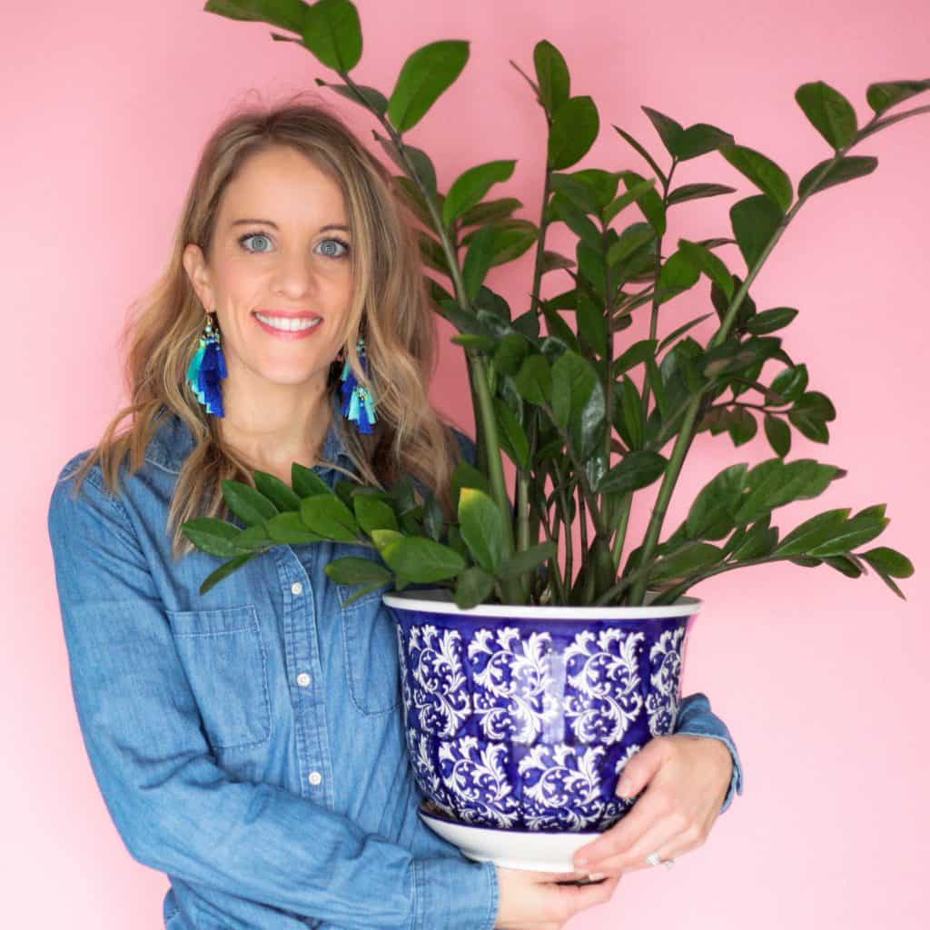 ZZ Plant Care: Zamioculcas Zamifolia Growing Tips