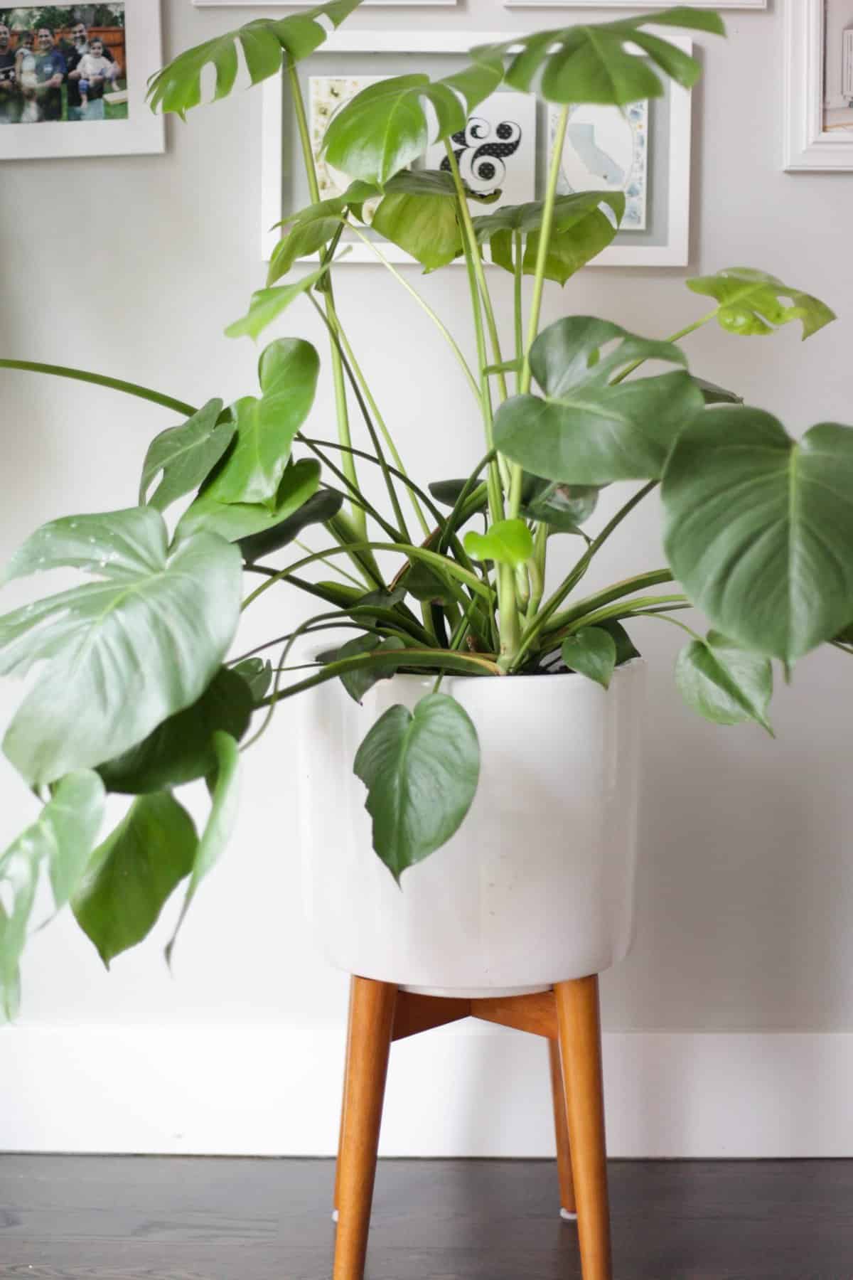 15 Best Bathroom Plants That Love Humidity - Paisley Plants
