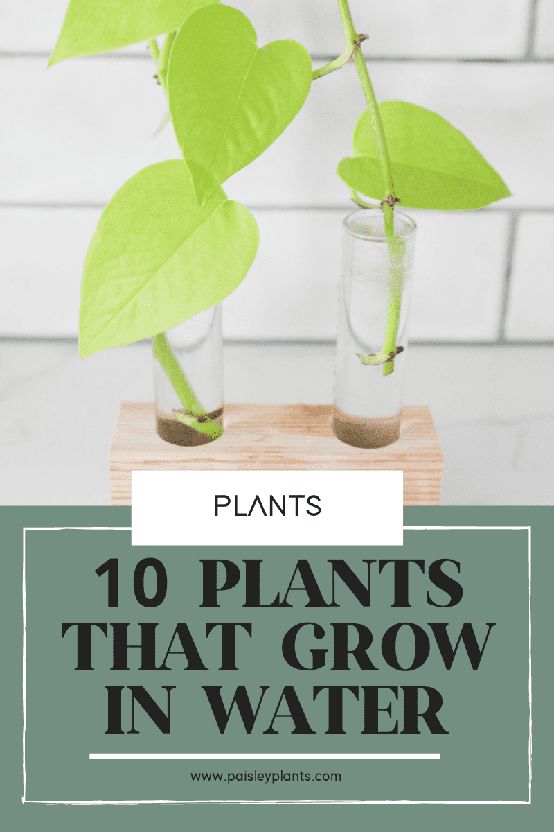 10 Easy Plants That Grow In Water