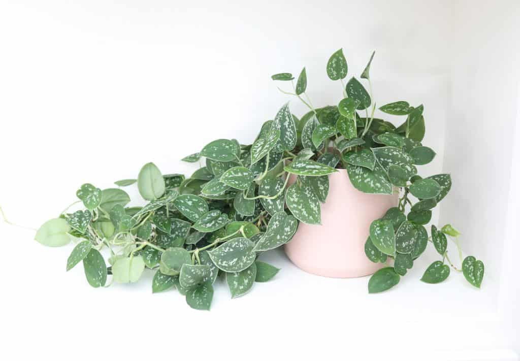 satin pothos