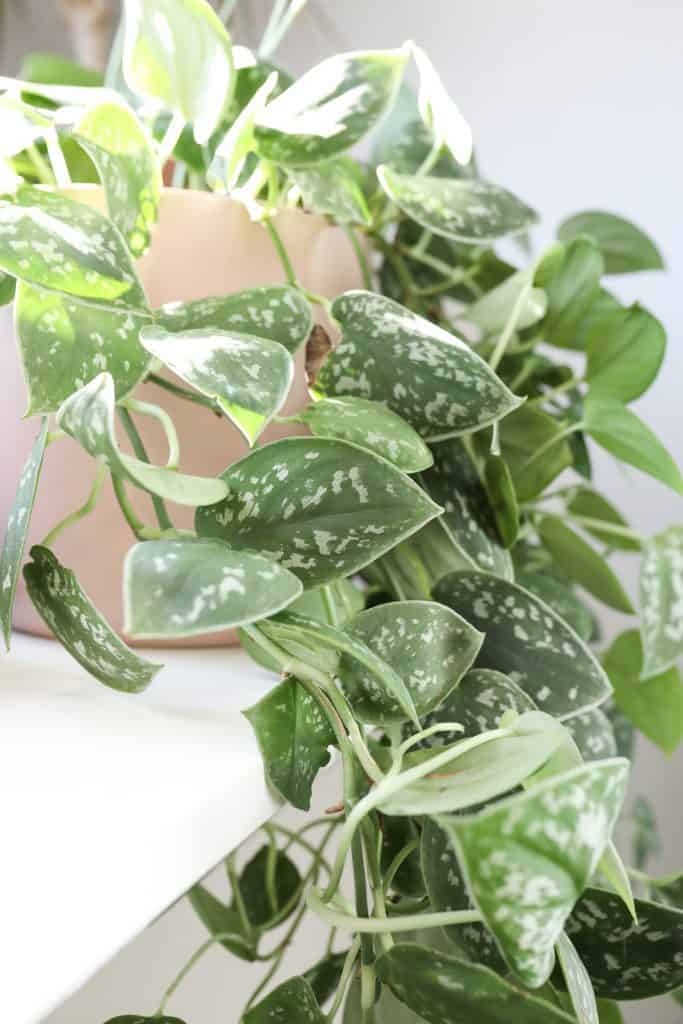 satin pothos