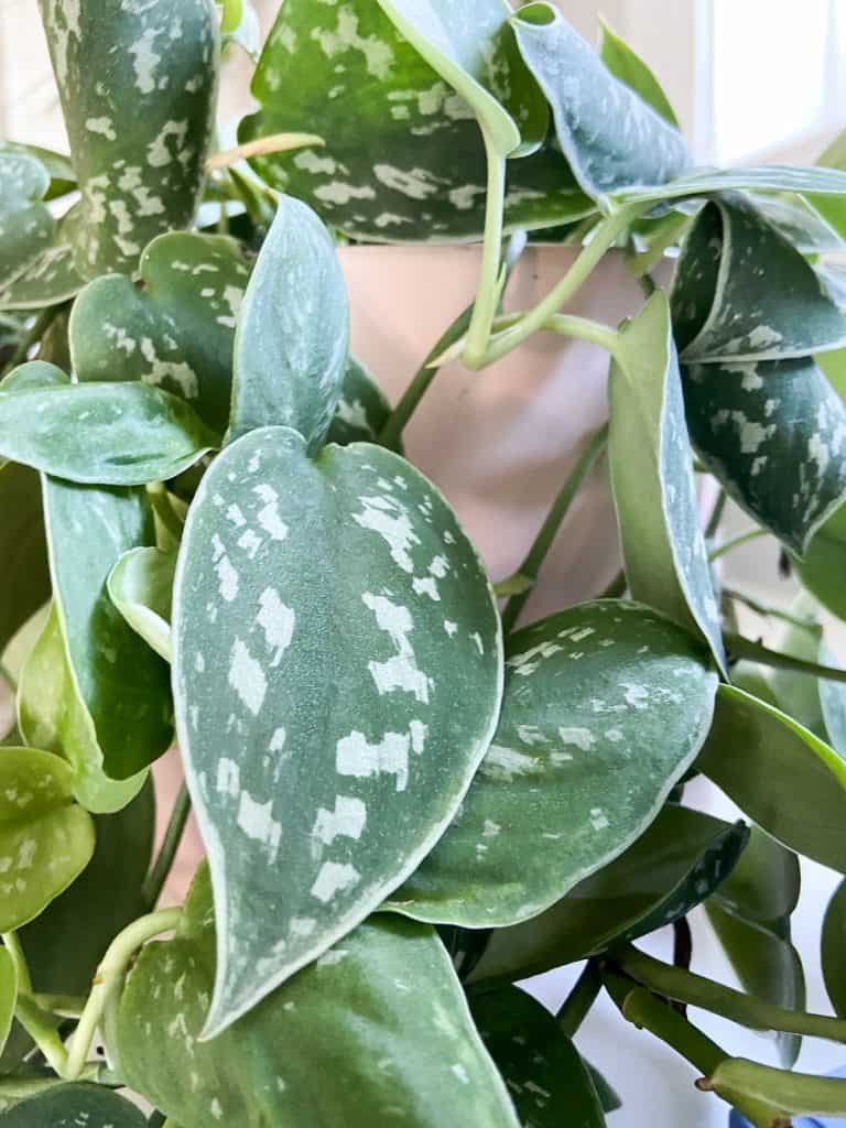 satin pothos