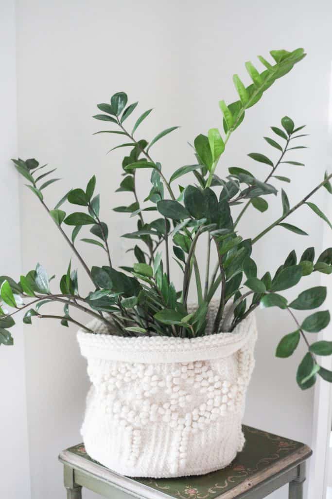 ZZ Plant Care: Zamioculcas Zamifolia Growing Tips