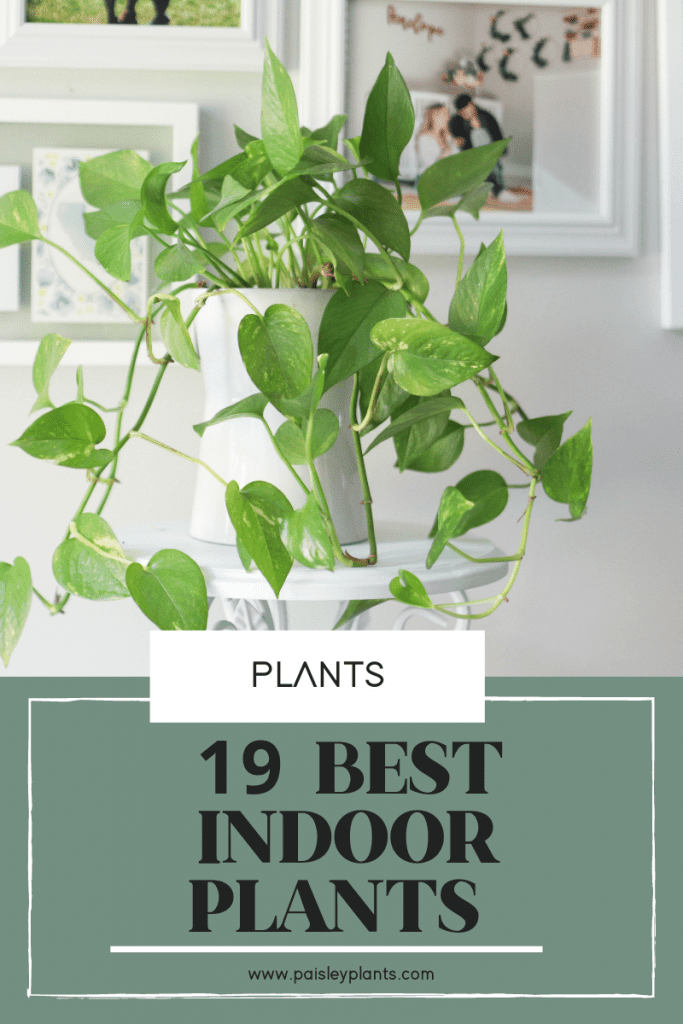 19 best indoor plants