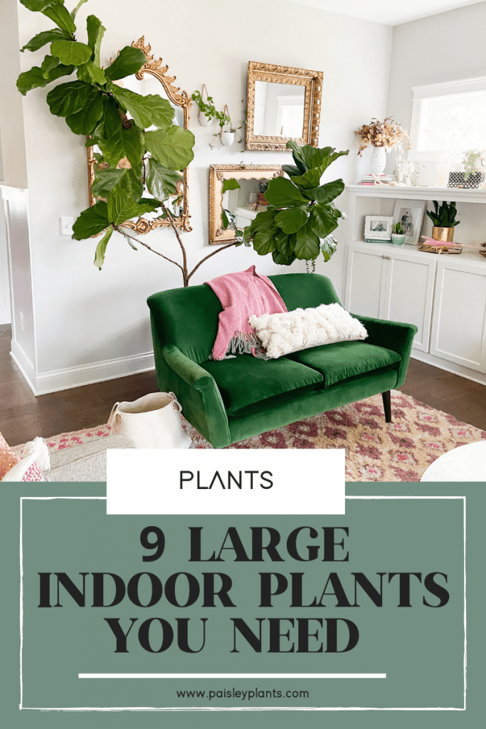 9 Amazing Large Indoor Plants You Need In Your Home