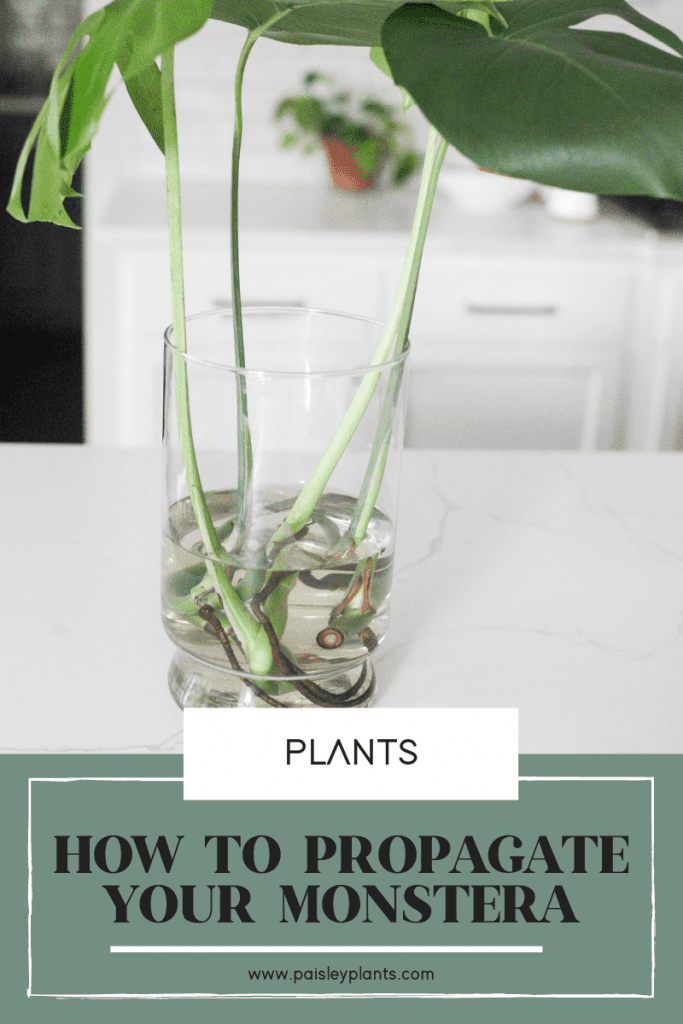 how to propagate your monstera