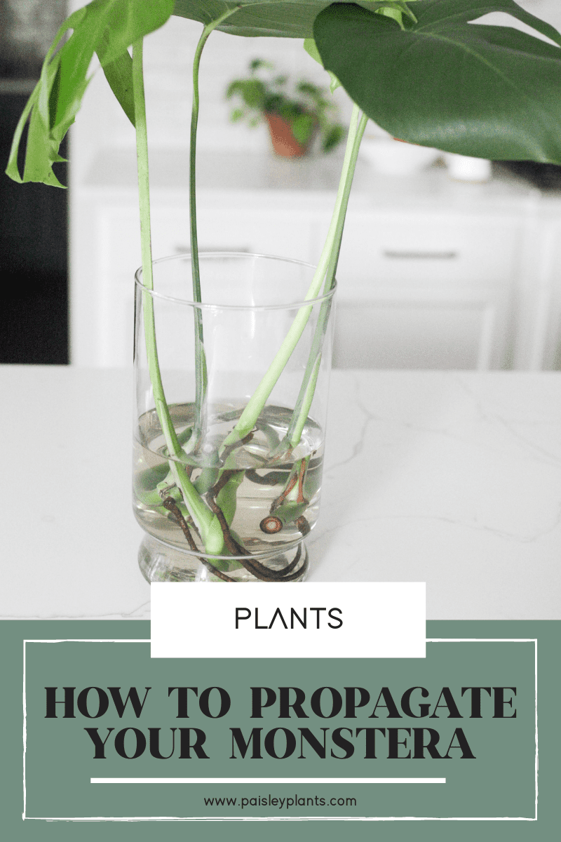 Propagating Monstera All About Monstera Propagation H - vrogue.co