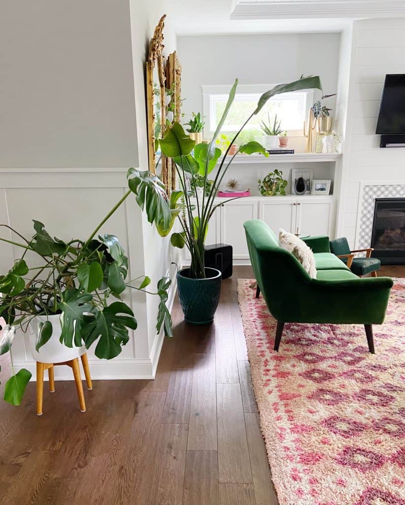 Monstera in home