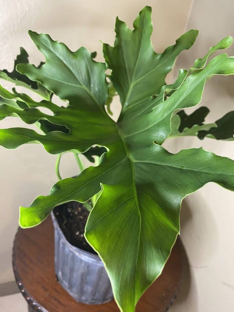 Lacy Tree Philodendron (Philodendron selloum)