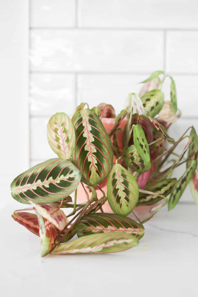 Maranta (aka Prayer) Plant