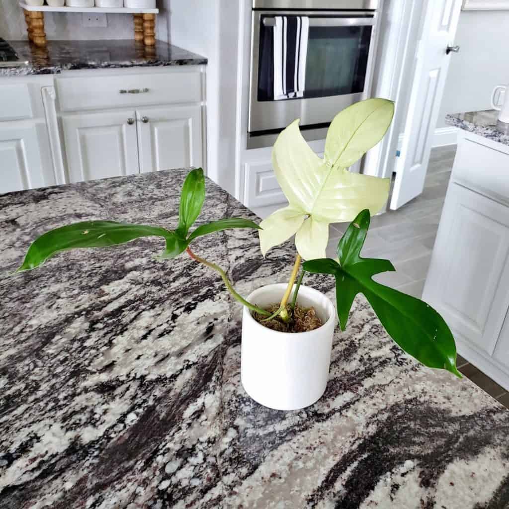 Philodendron 'Florida Ghost' (Philodendron pedatum