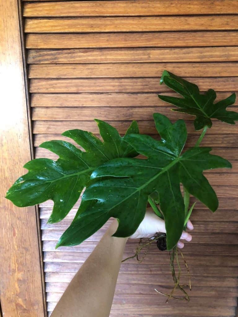 Toothed Philodendron (Philodendron Lacerum)