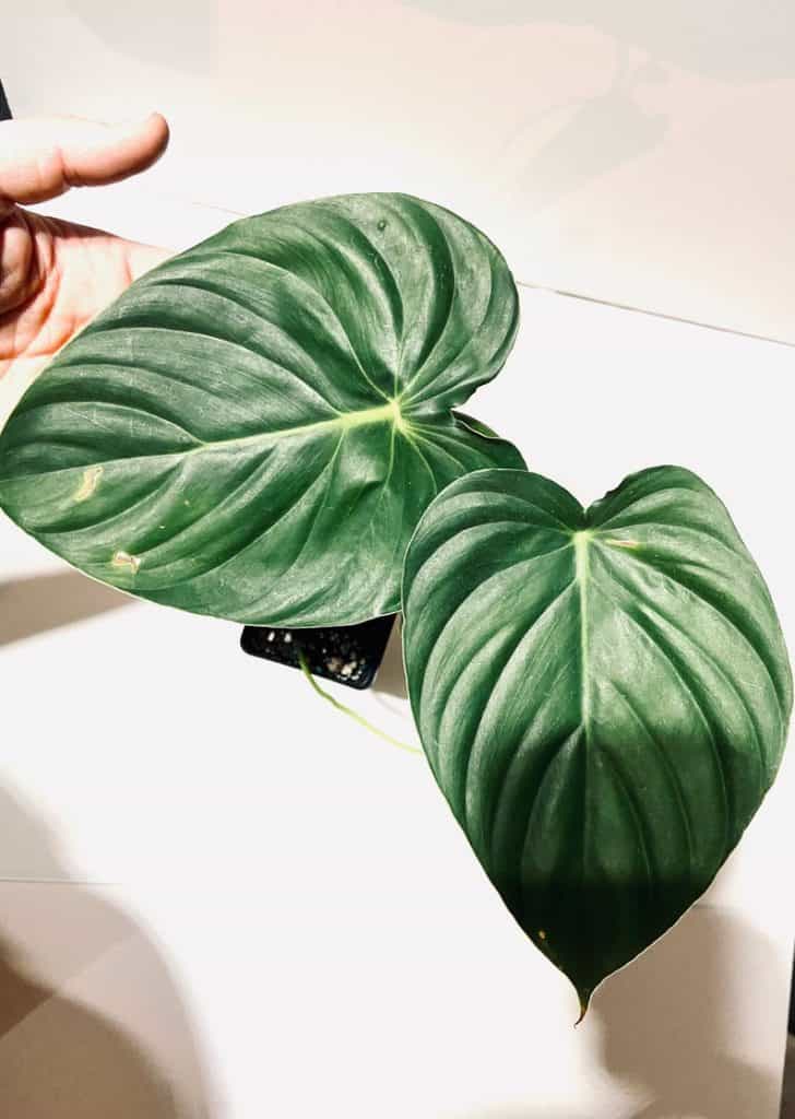 Blotched Philodendron (Philodendron Mamei)