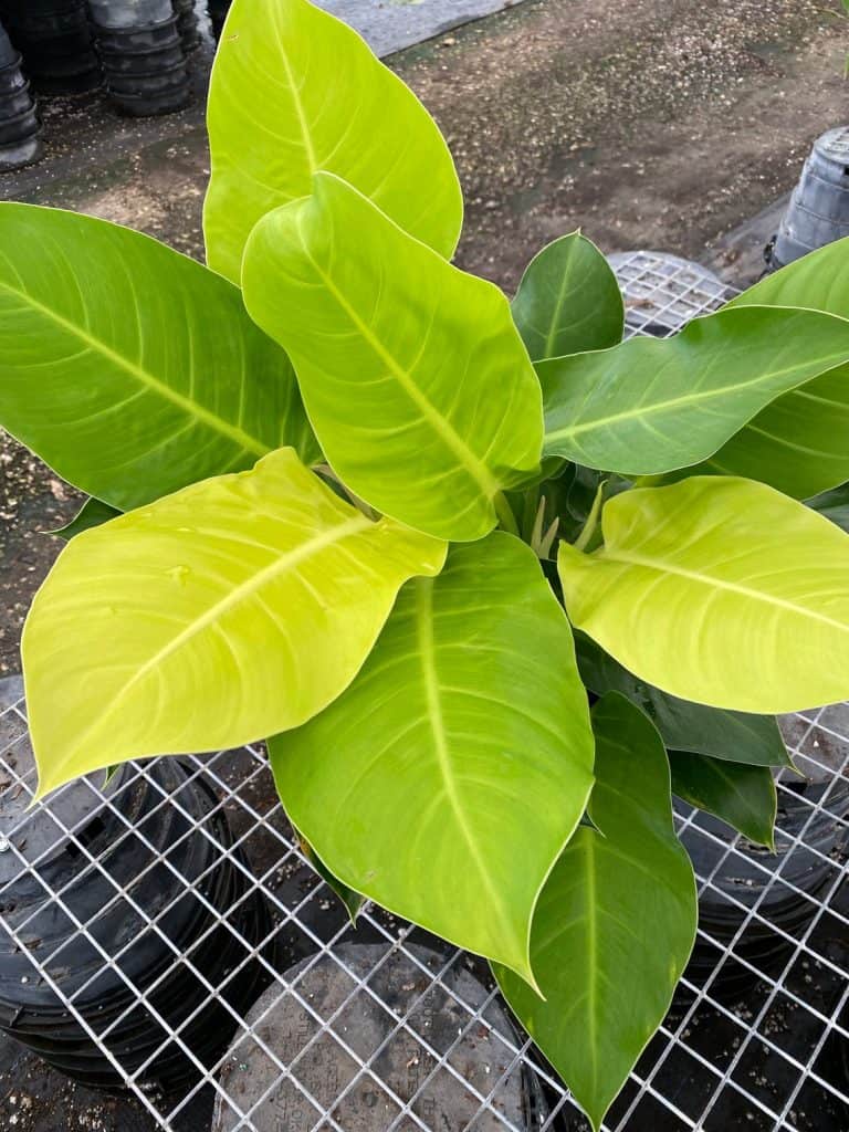 Philodendron Moonlight