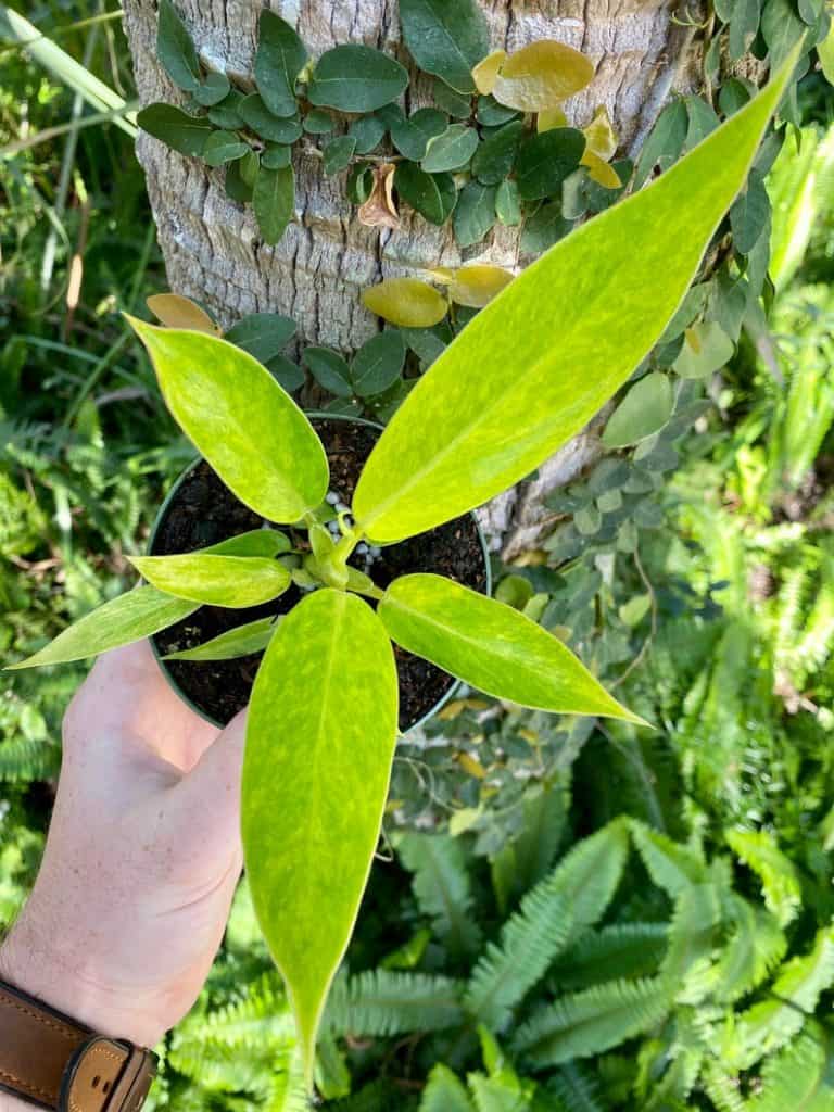 Philodendron Painted Lady