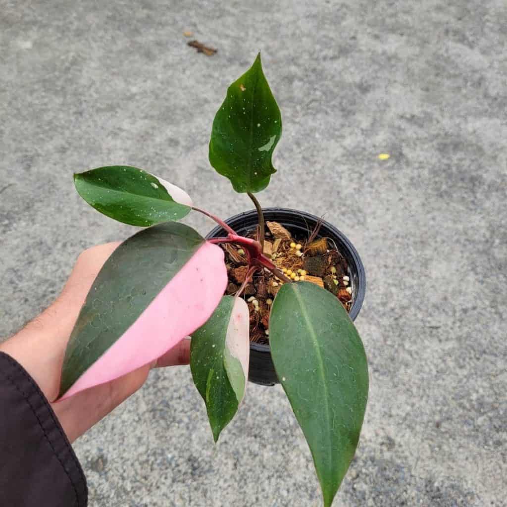 Philodendron Pink Princess (Philodendron Erubescens)