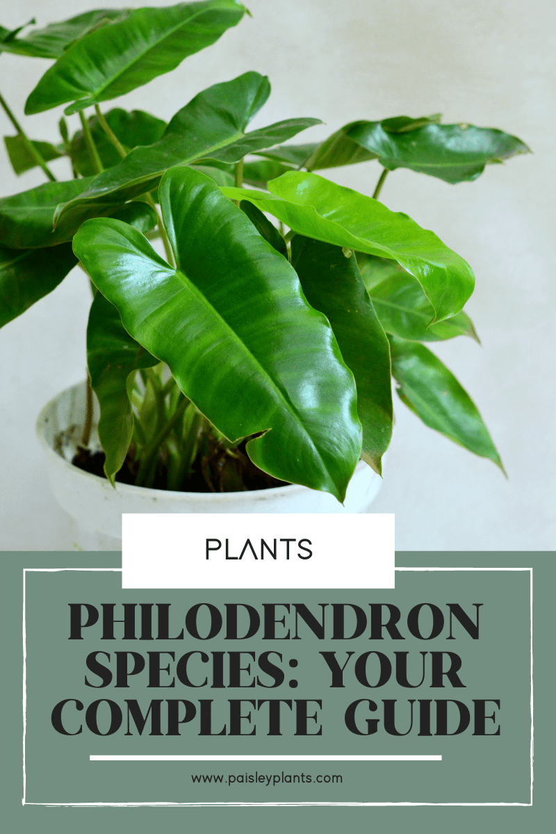 18 philodendron species: your complete guide - paisley plants