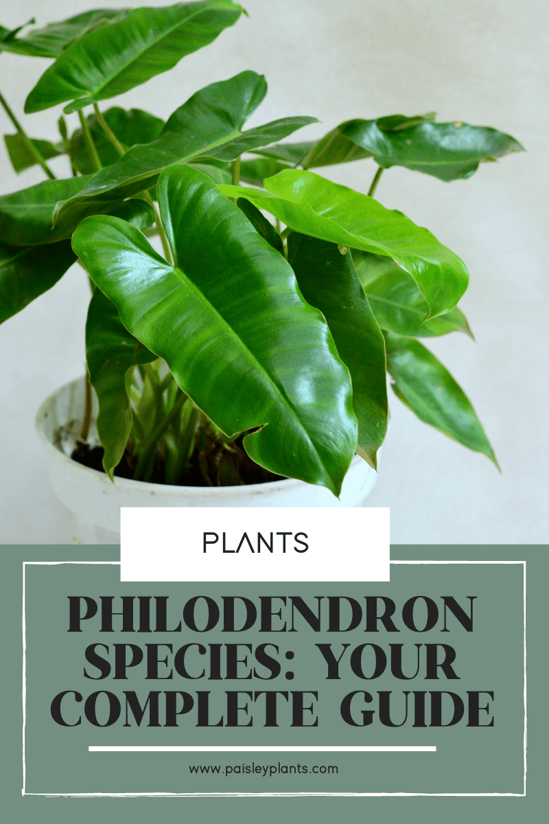 Philodendron Species: Your Complete Guide Plants