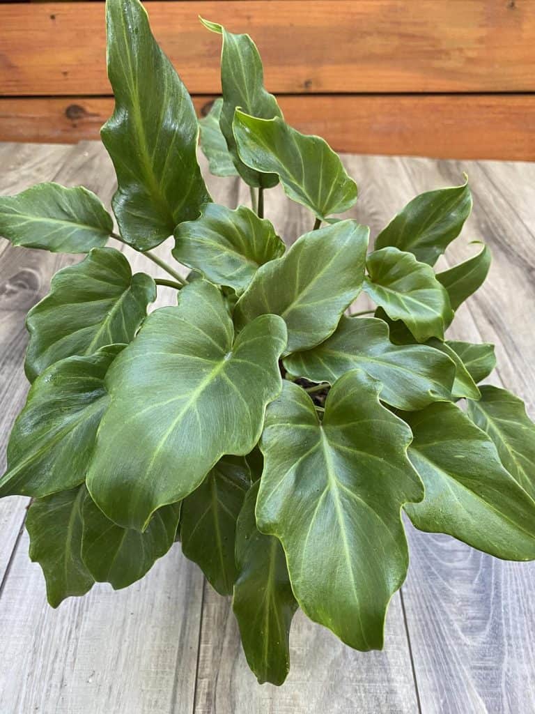 Philodendron Xanadu (Philodendron bipinnatifidum)