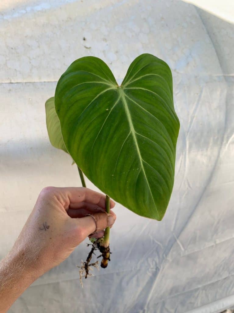 philodendron leaf