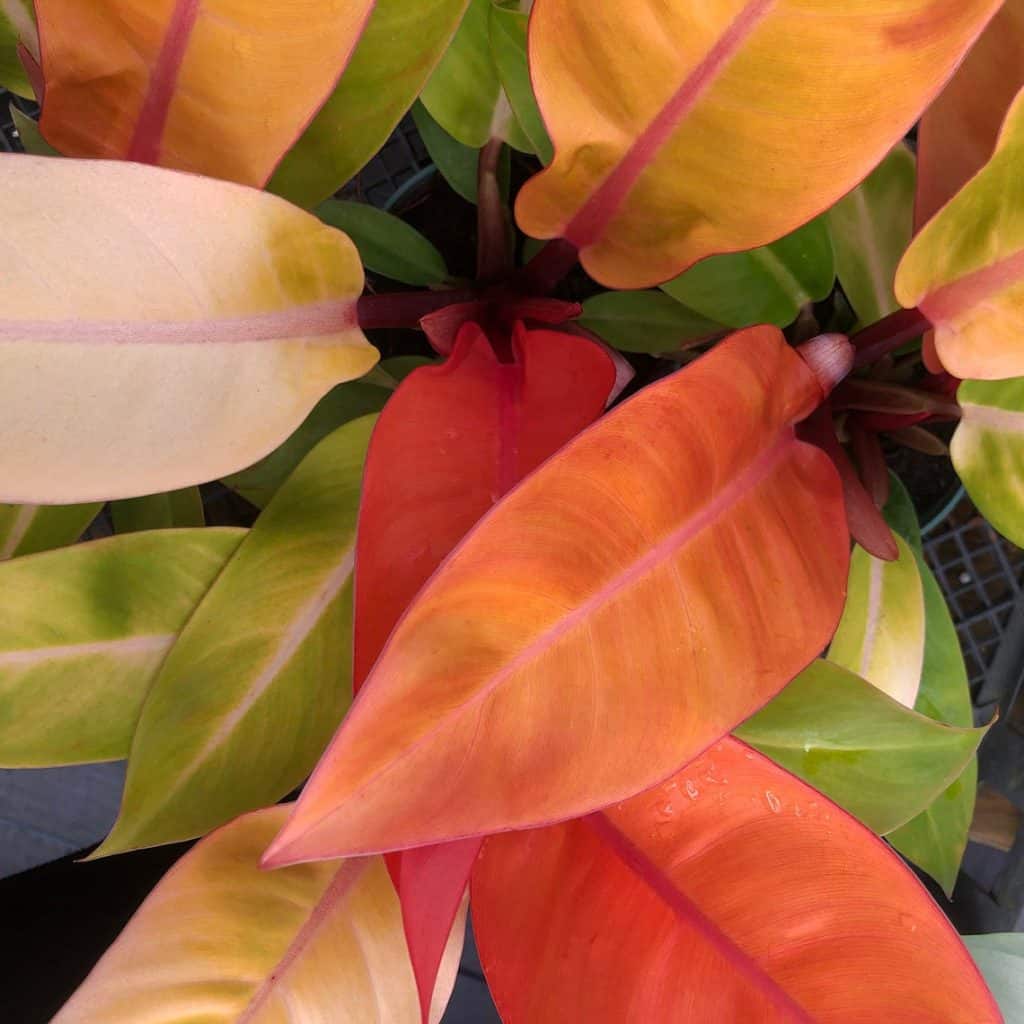 Philodendron prince of orange (philodendron bipennifolium