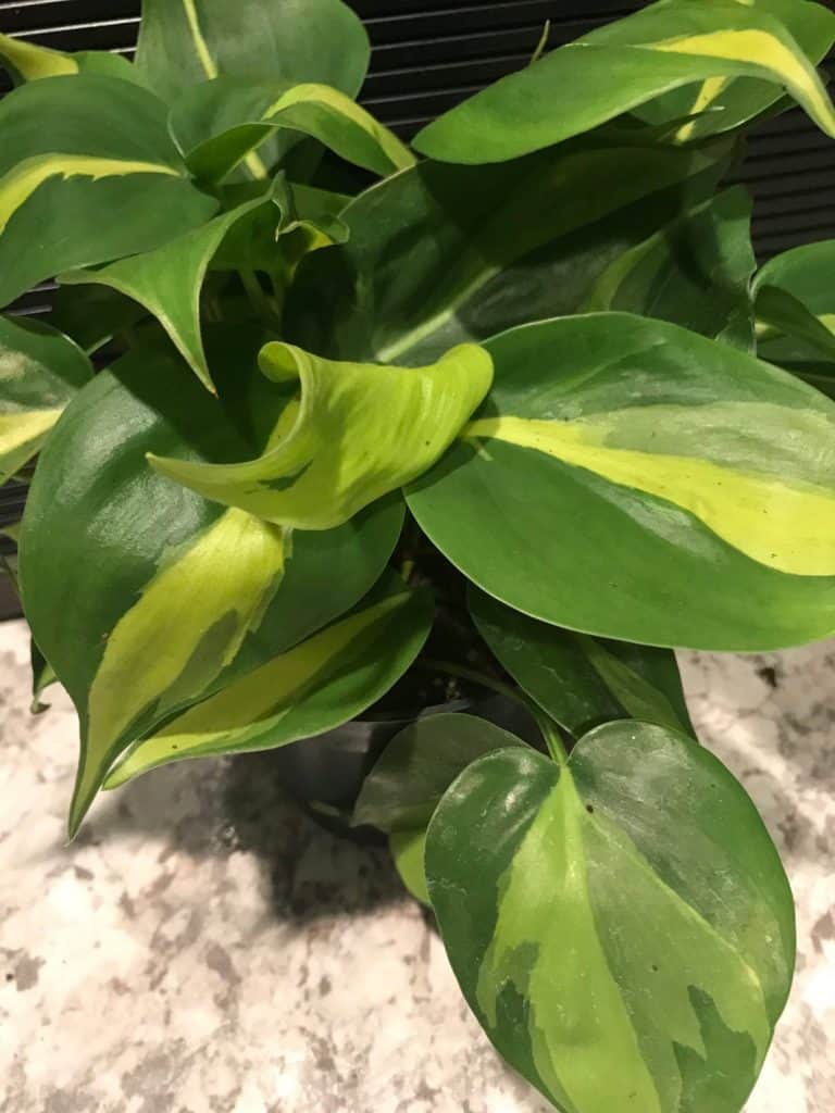 Philodendron Brasil (Philodendron Hederaceum ‘Brasil’)