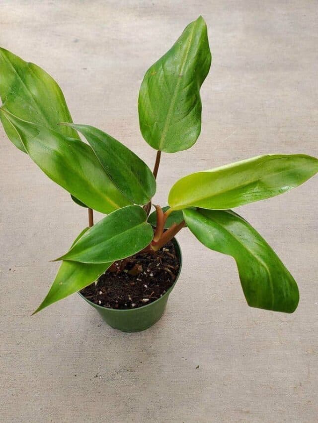 Care Tips for Philodendron Erubescens
