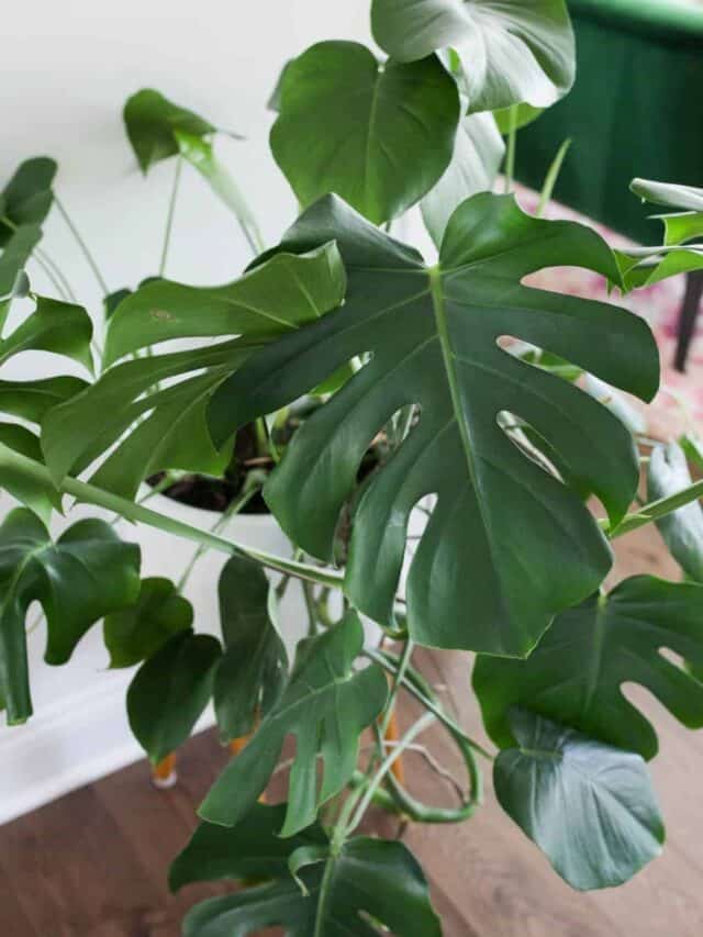 Monstera Plant FAQs: What You Need to Know About Soil