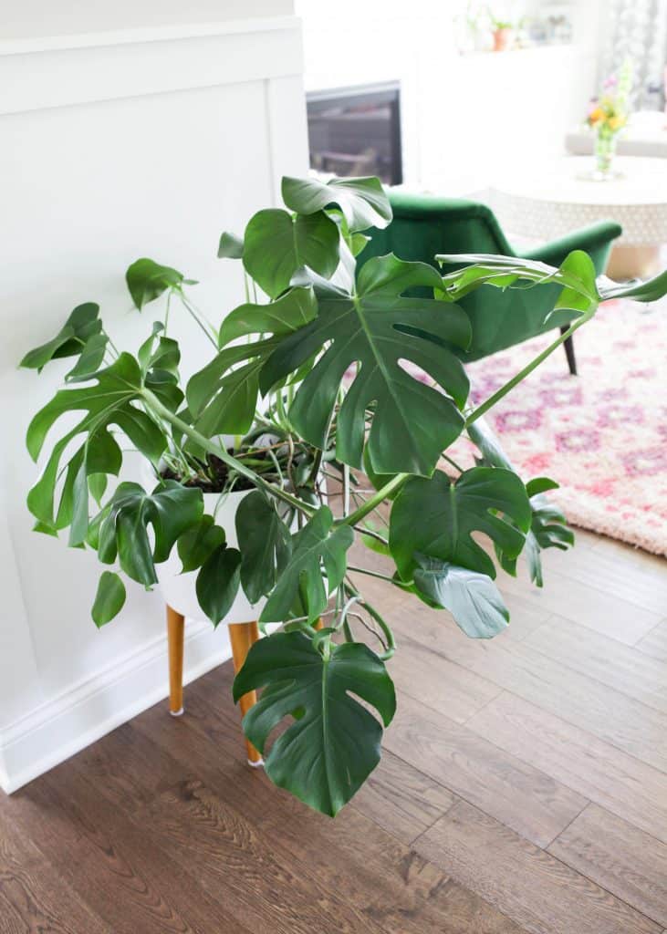 Potted Monstera deliciosa