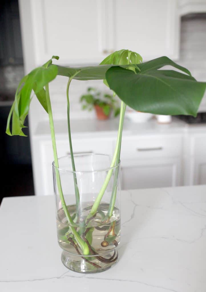 propagating monstera plant in water