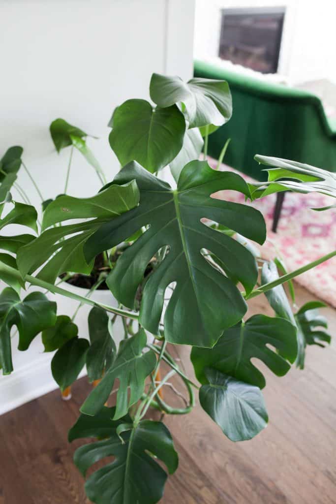 a large monstera plant